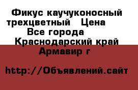 Фикус каучуконосный трехцветный › Цена ­ 500 - Все города  »    . Краснодарский край,Армавир г.